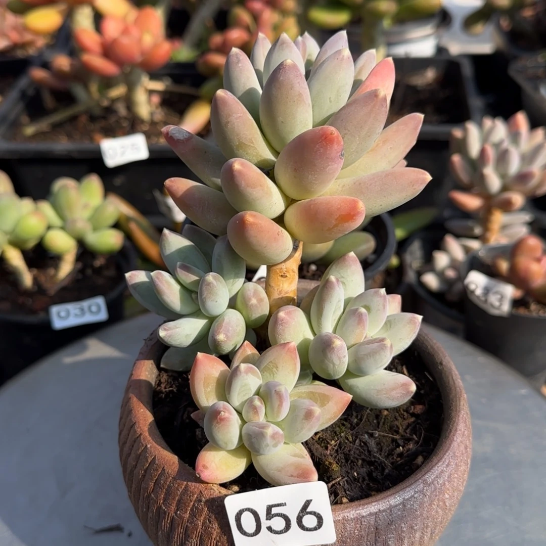 056号一物一拍一物一拍