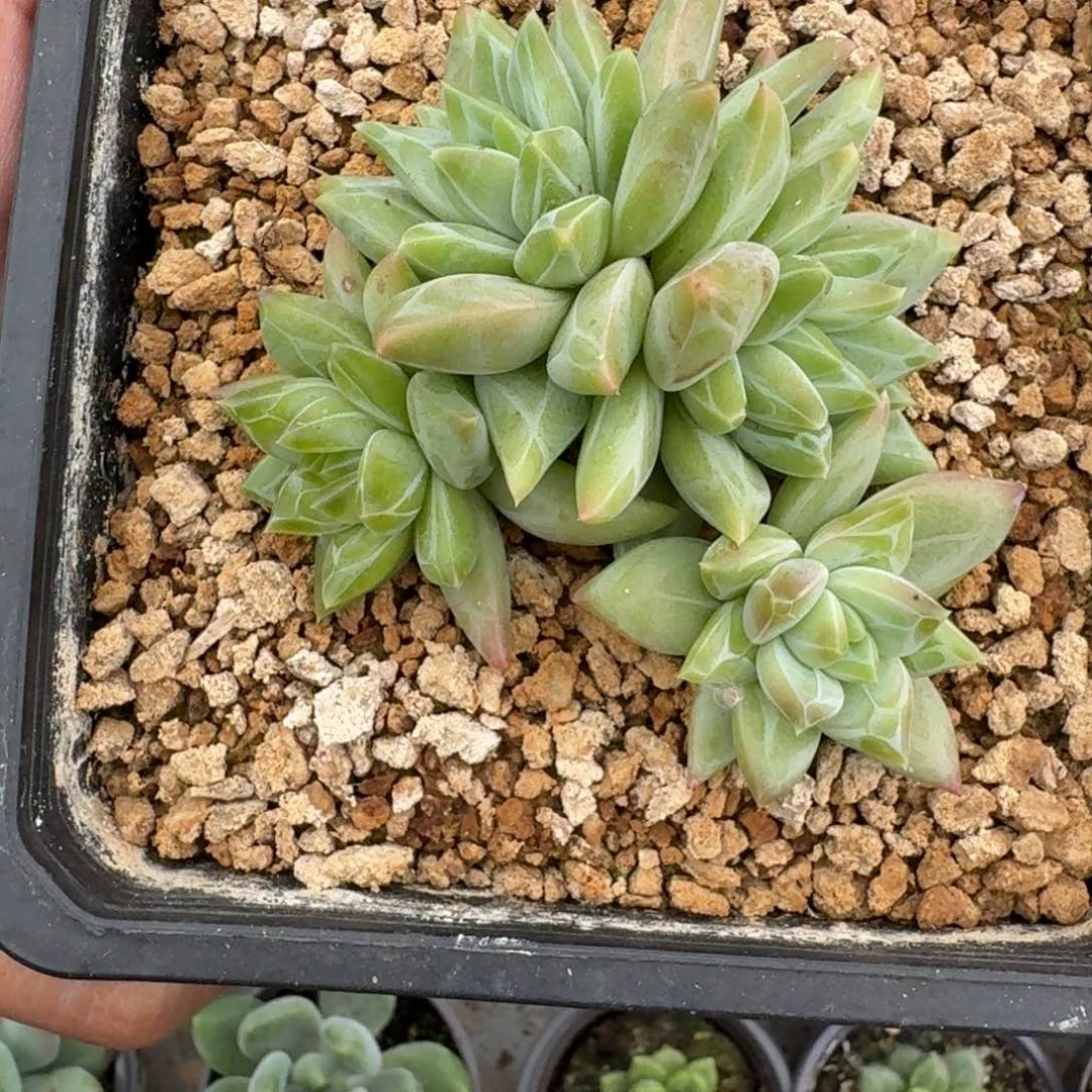 美人杂交 一物一拍