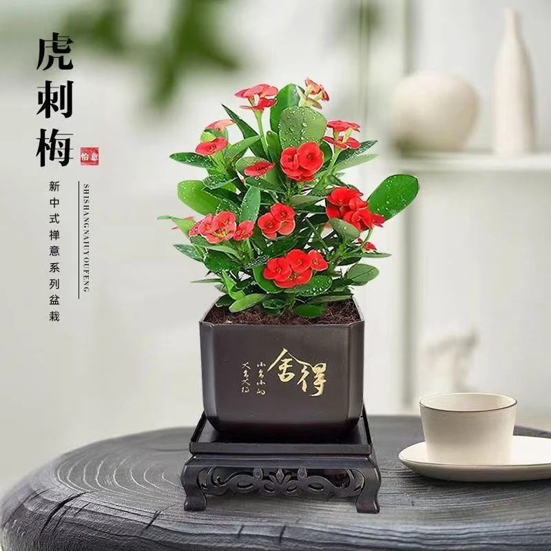 虎刺梅铁海棠盆栽植物四季开花绿植花卉观花净化空气阳台