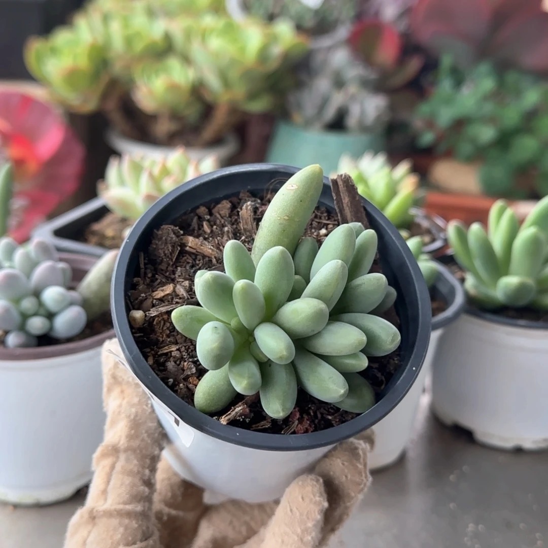 611号 一物一拍 一物一拍