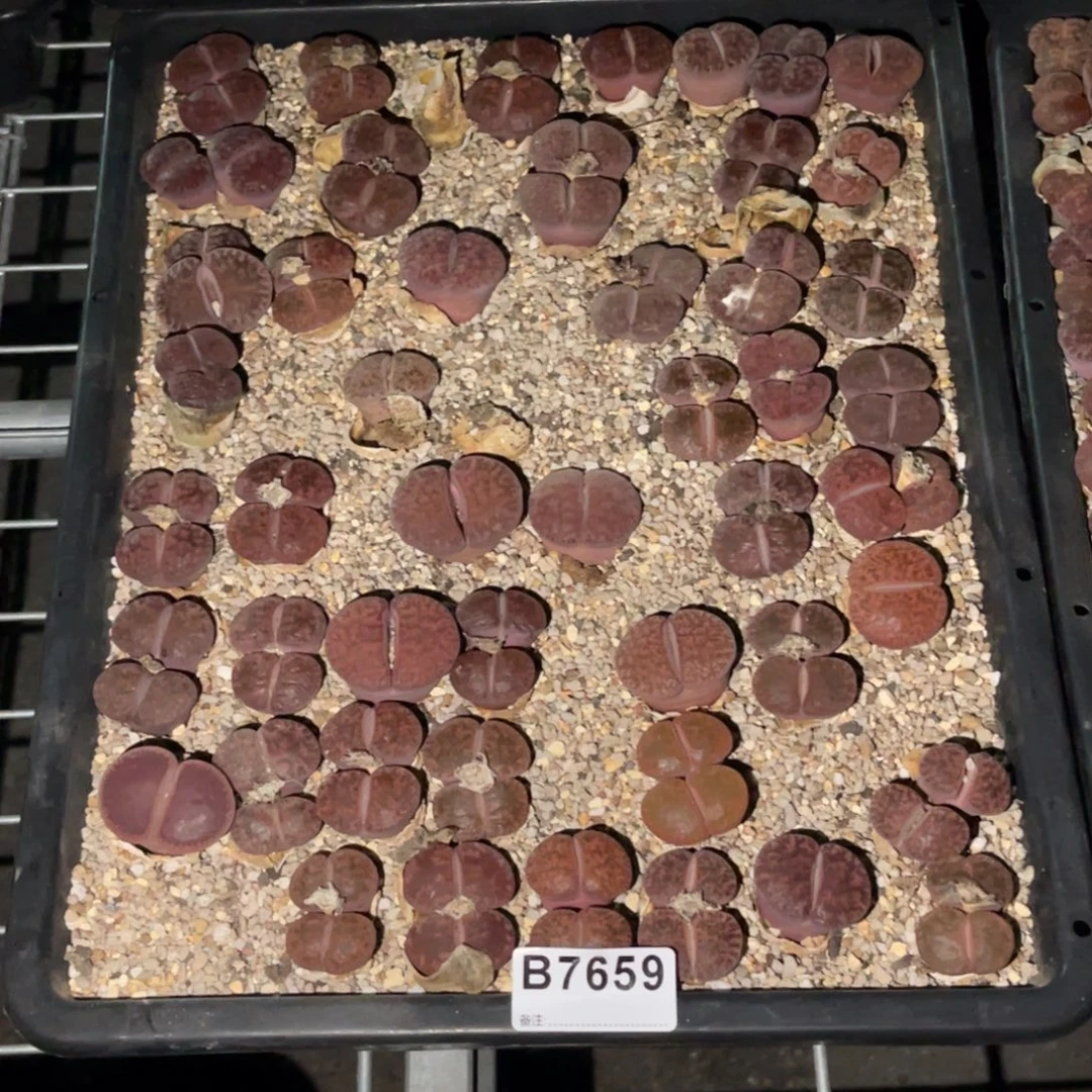 静***7659福利筐1不售后
