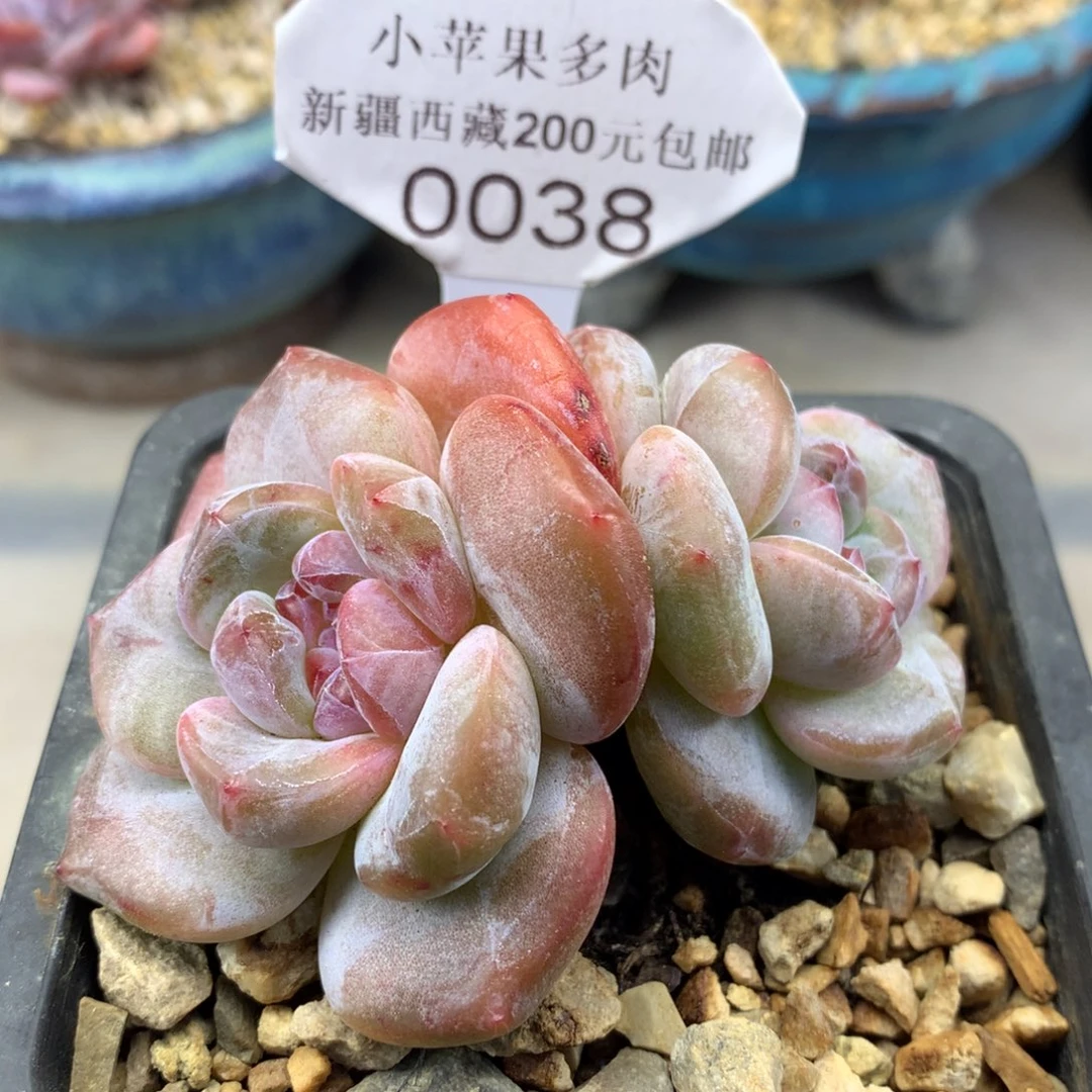 绿底紫心038/8cm2头