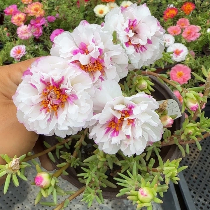 无花朵量拍冰心超小苗盆口10cm