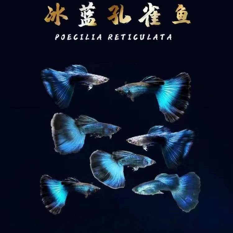 冰蓝孔雀鱼小型淡水观赏鱼耐活适合新手养殖可繁殖胎生鱼