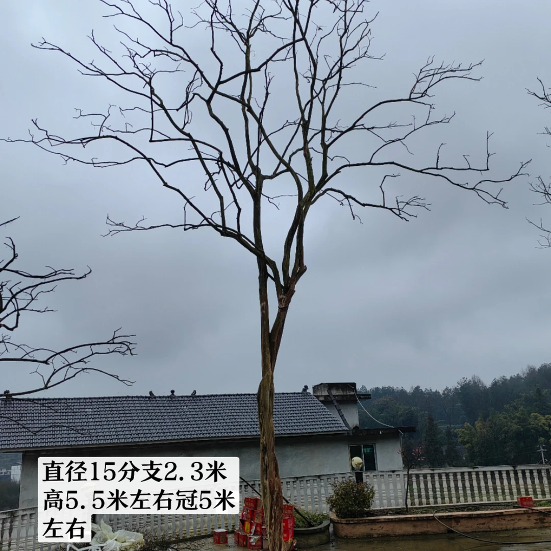 贵州原生紫花紫薇