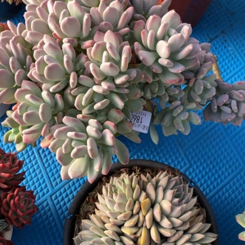 红*豆1866稻田姬多肉