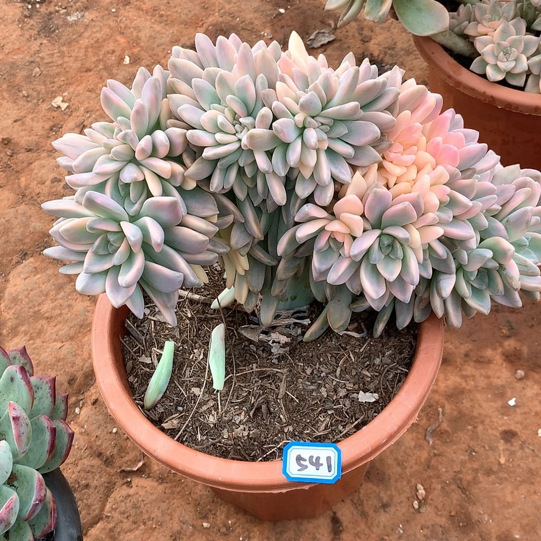 541淡雪锦缀化一物一拍多肉