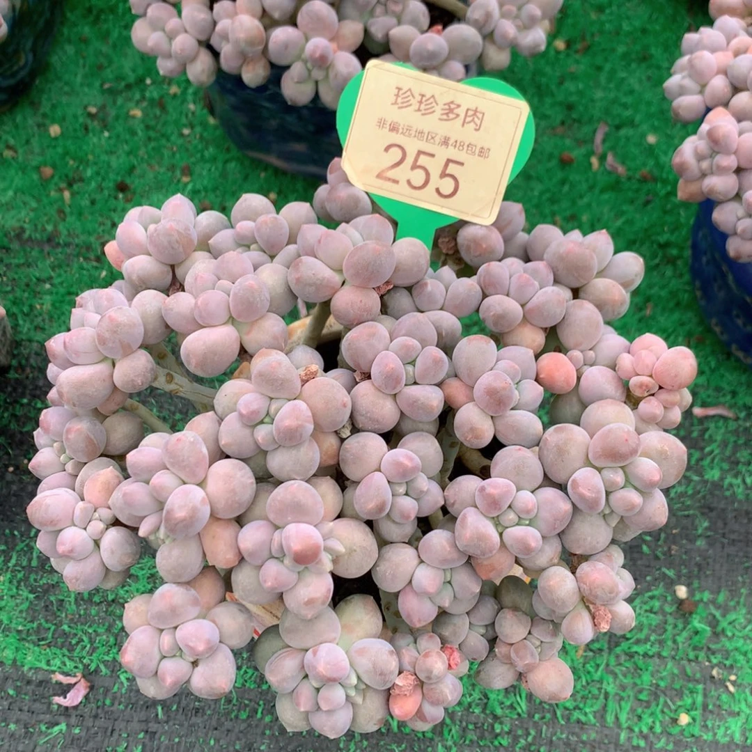 丸叶星黛露老桩平头255