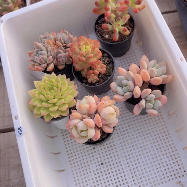 猫***妞框拍一物一拍编号358