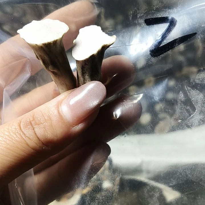 遂***愿非金属无鹿角鹿角鹿角
