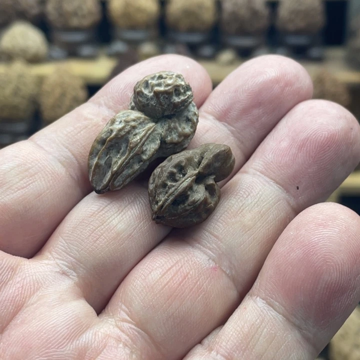 把件桃核东北核桃