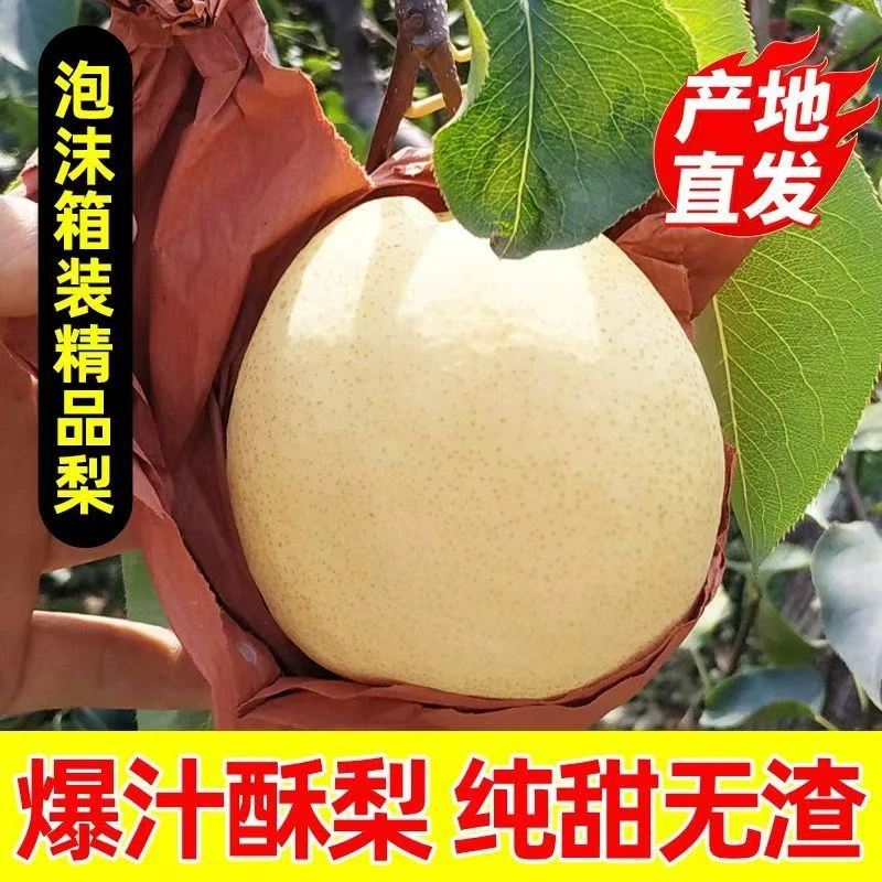 5斤陕西蒲城酥梨脆甜多汁冰糖雪梨贡梨新鲜水果