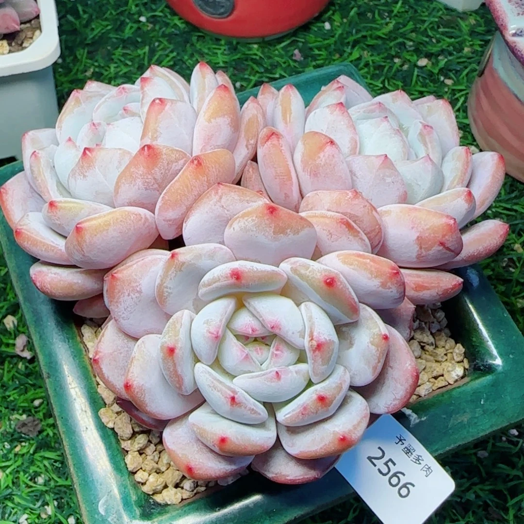 长杆星影，2566多肉植物