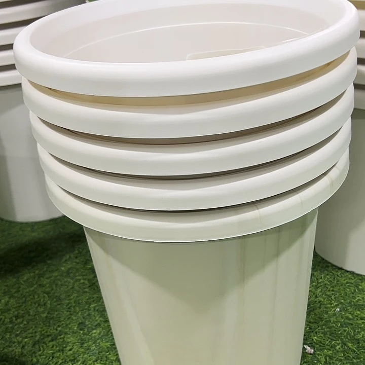 微瑕7号四季口33高33白色无托6只