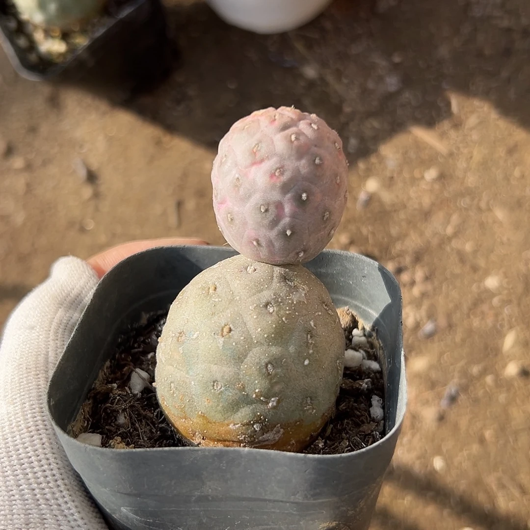 杜呃呃呃呃呃呃呃呃呃