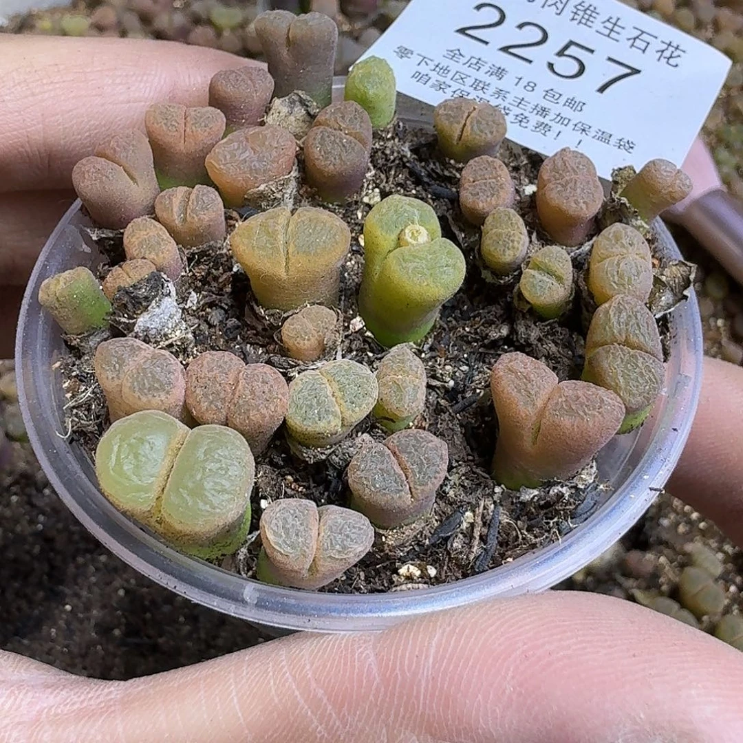 2257风铃混合三年