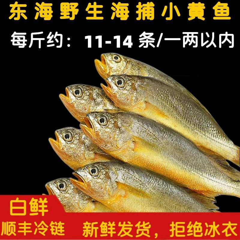 东海新鲜海捕小黄鱼4斤 特产海鲜鲜货鲜发 顺丰冷链 1斤11-14条