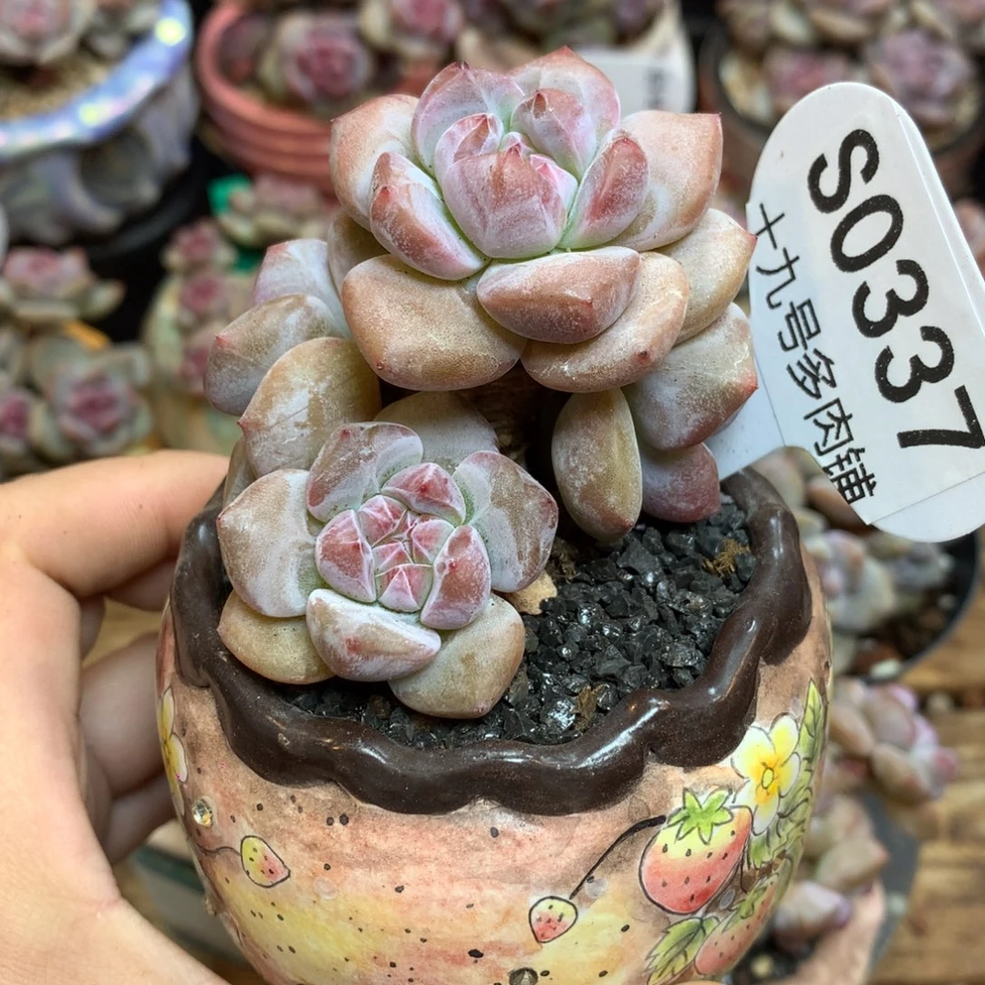 S0337 突尼斯小树4头