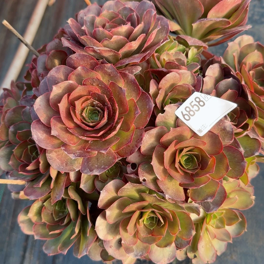 蓝*漫6858魅金多肉多肉