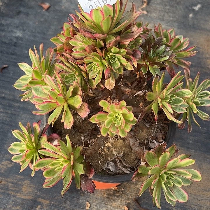 2.6-26黛玉多肉植物