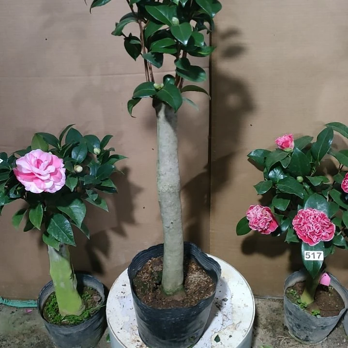 539四品，原盆原土发货，不包邮