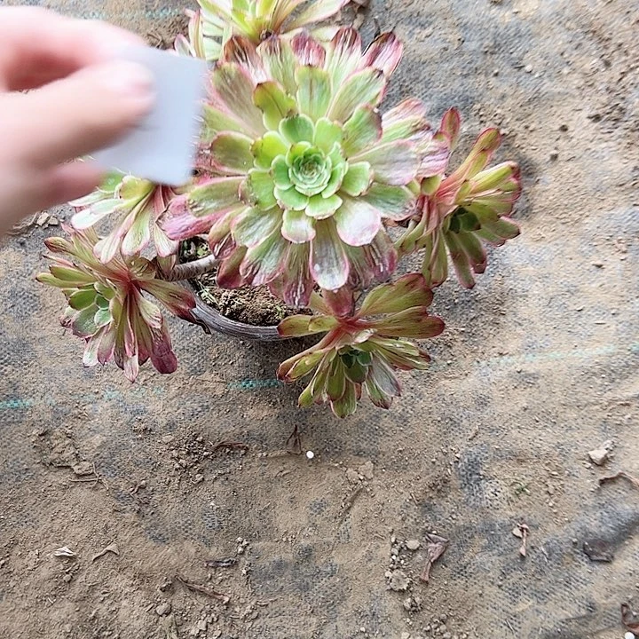 多肉法师植物链接12