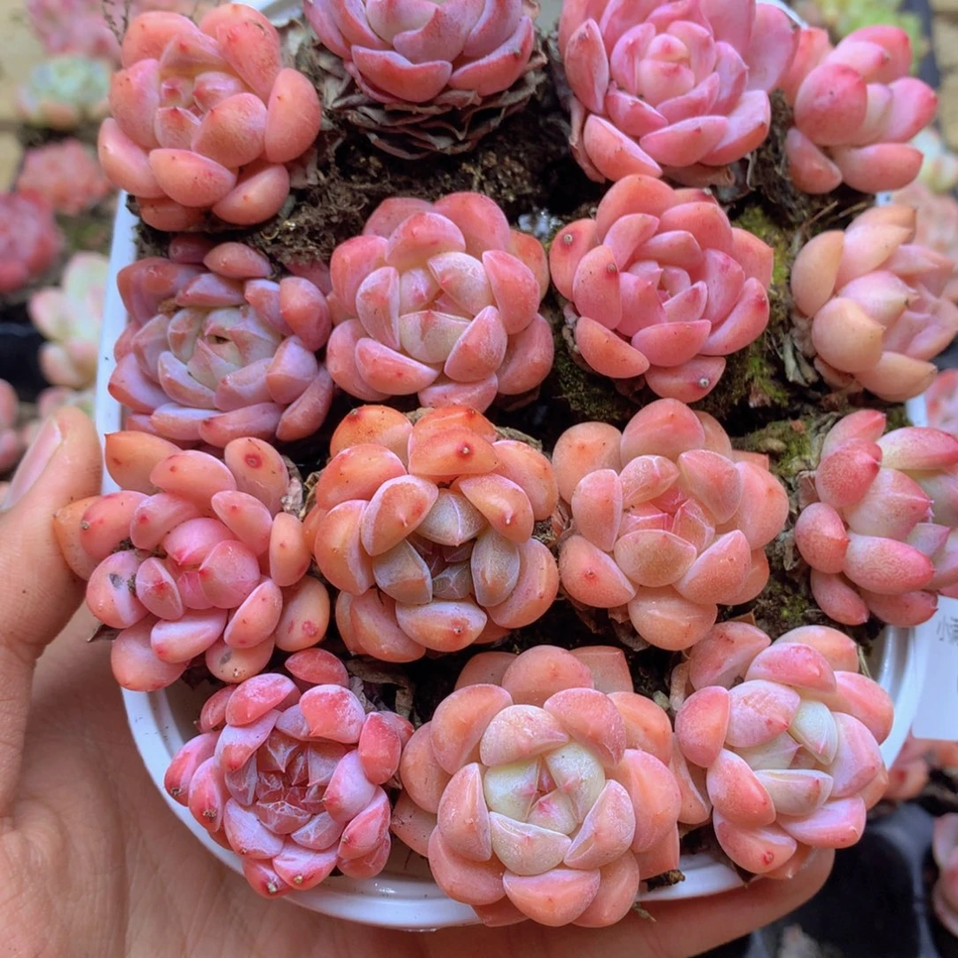 我要去看你了啊我016