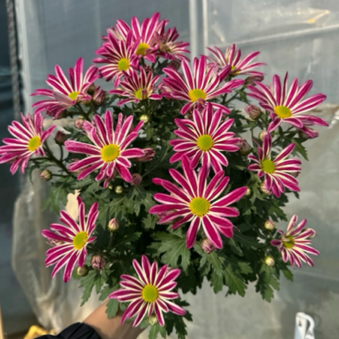 新品油墨画斑纹荷兰菊盆栽花量多耐热耐寒