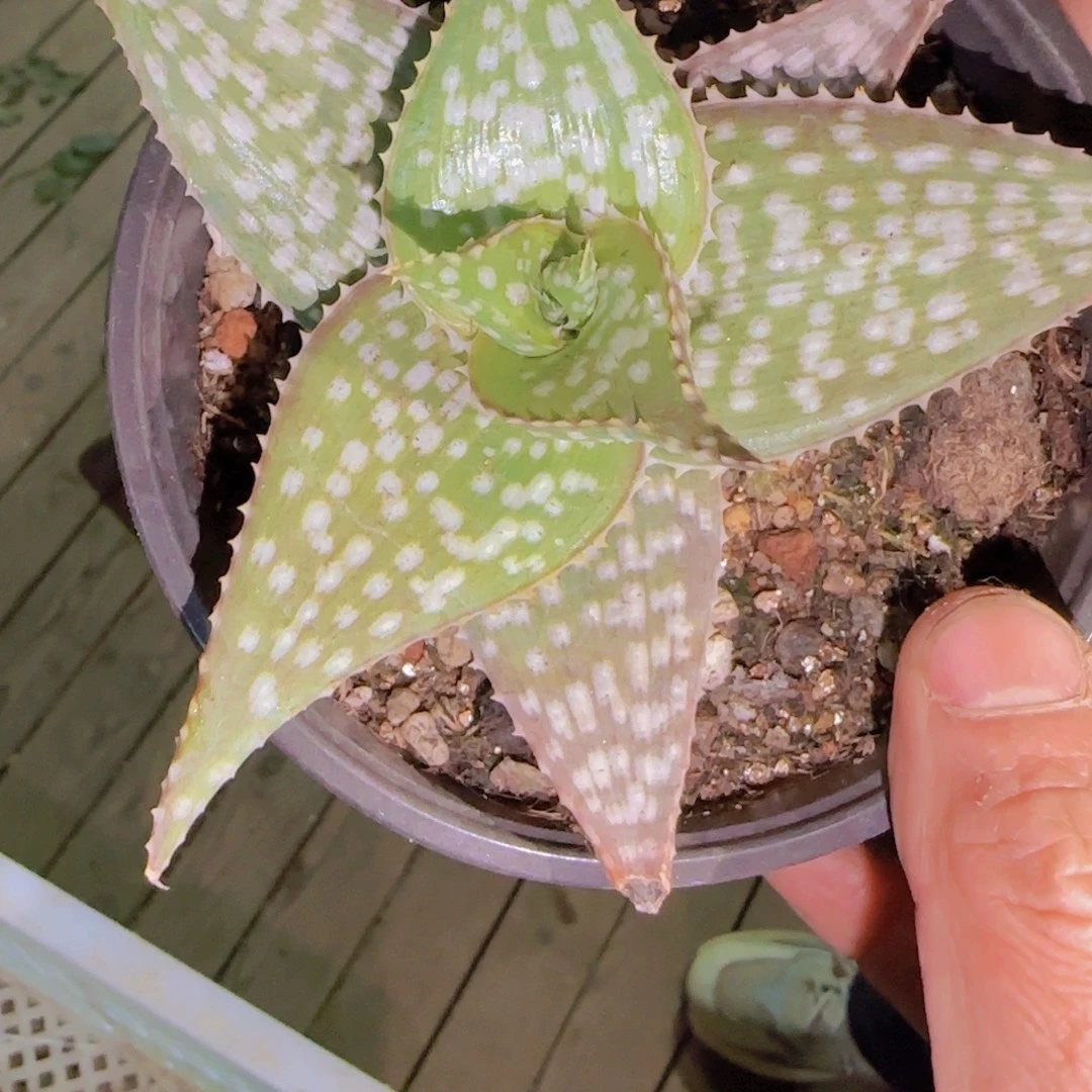 梦***点块根植物块根植物