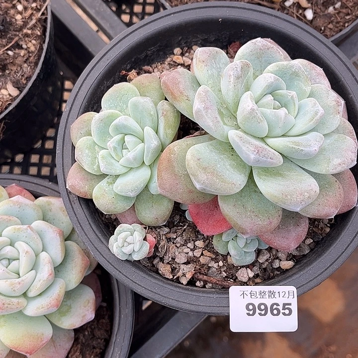 阿雅园艺。      9965冰玉