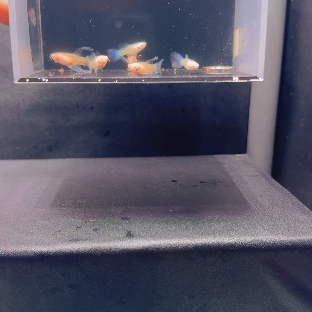 孔雀鱼天空蓝练手6条