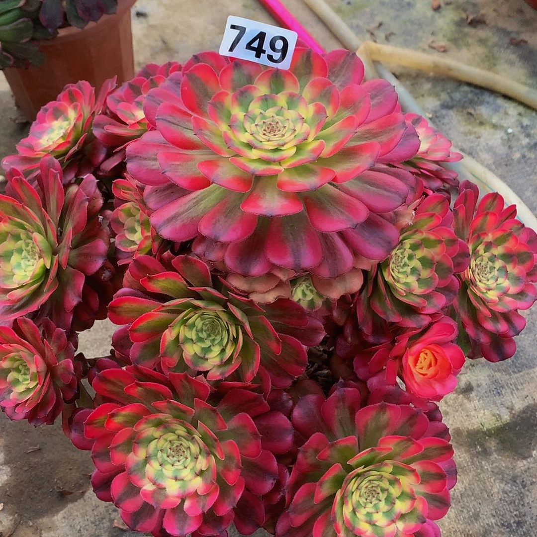 晓*多肉维纳斯749.000000