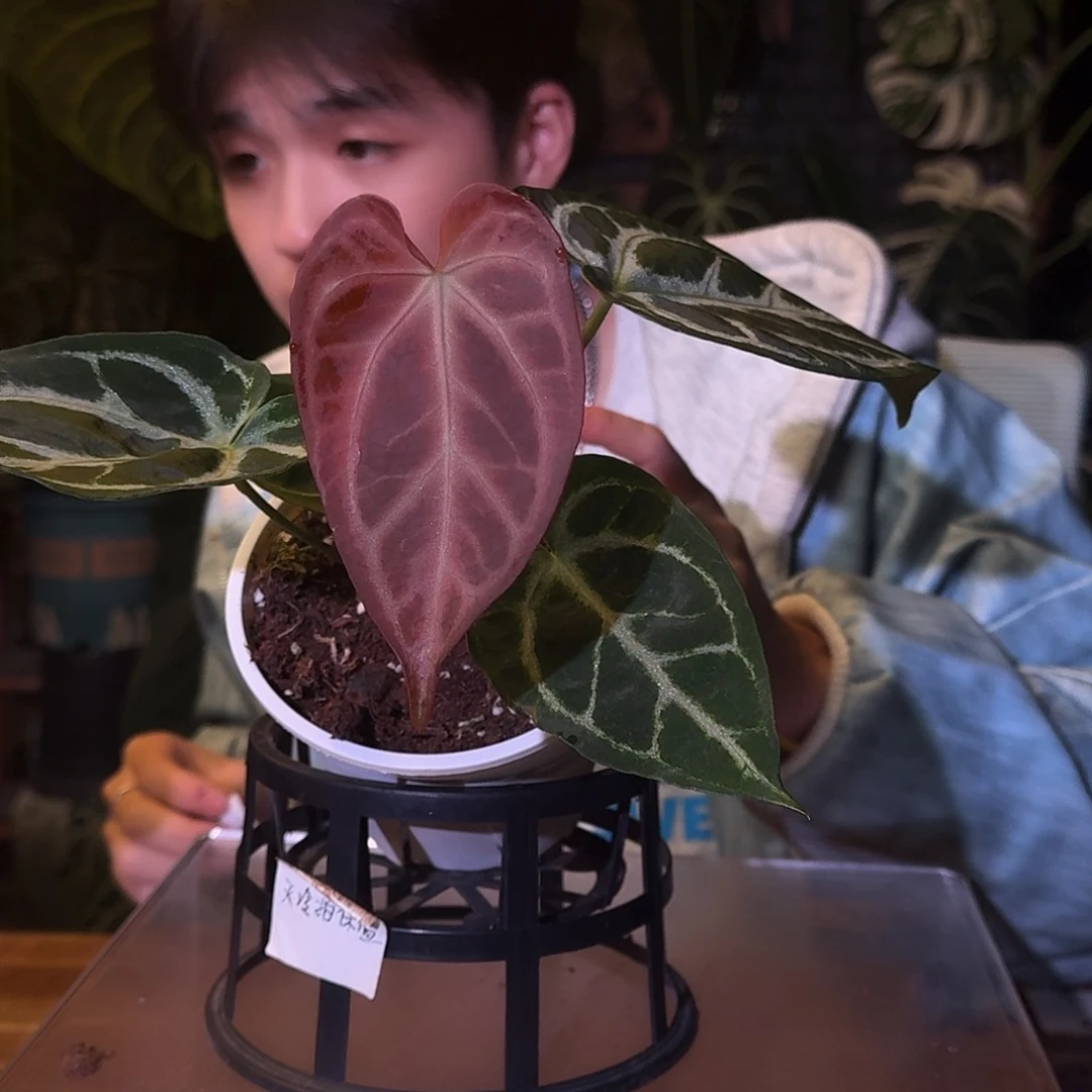 不开花植物M149狂战士杂红水晶