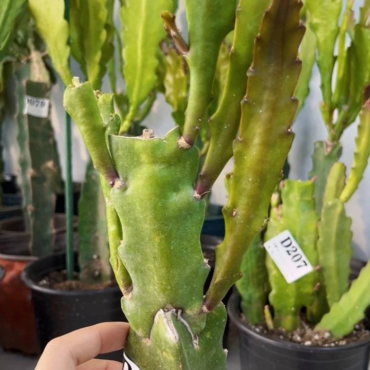 当前无花栽培后可以开花235