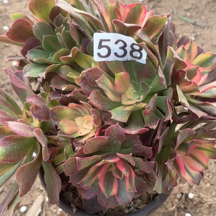 538多肉植物香妃