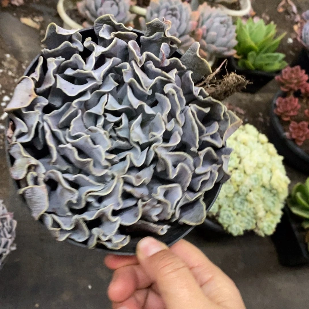 天鹅湖大单头老桩