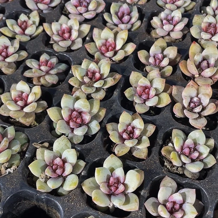 小德国香槟1元带土发