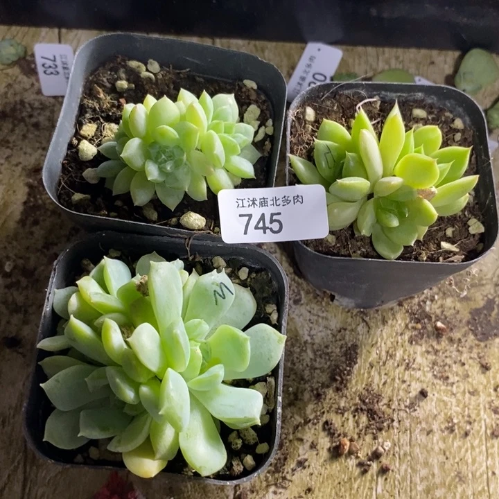 涵***标签745打包3颗群
