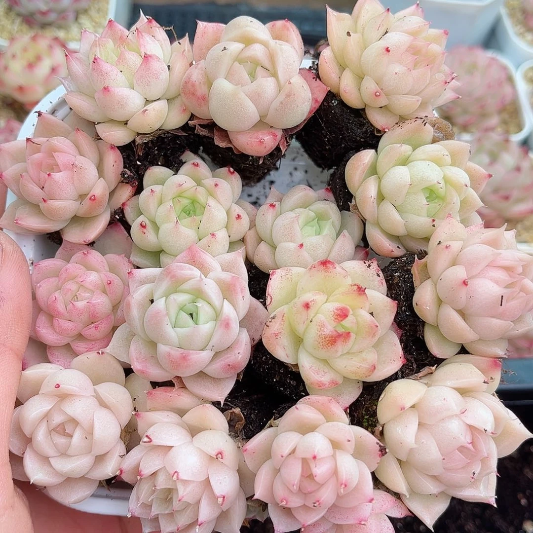 一***言1-351 新疆西藏内蒙不发12.8包邮2-3公分