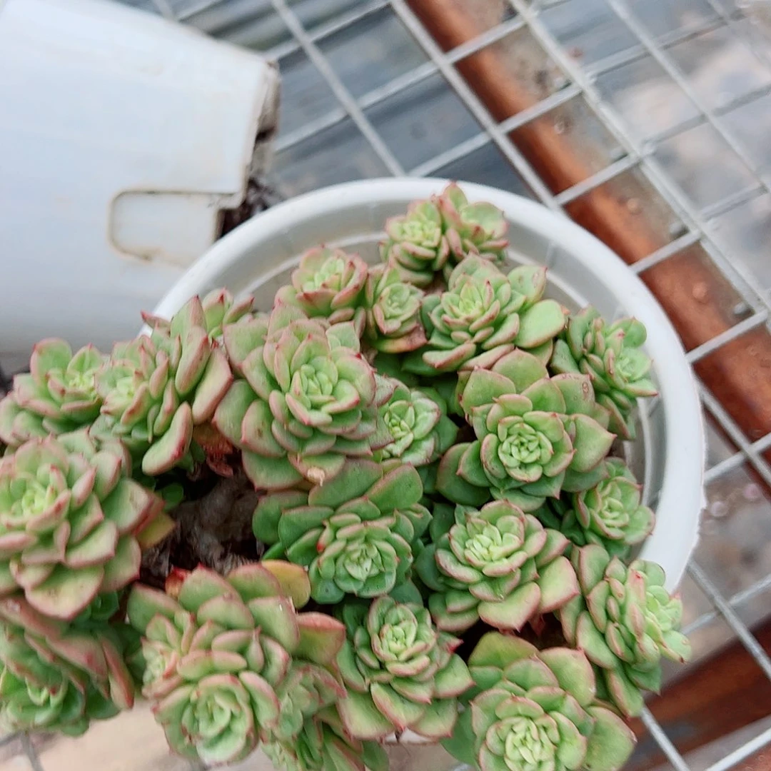 黄金蜡牡丹多头多群生