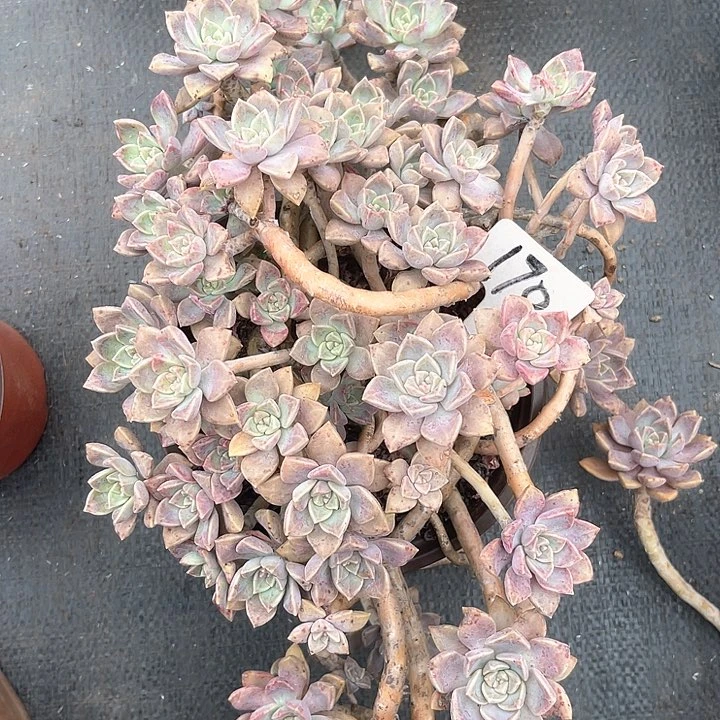 晨语多肉，一物一拍170
