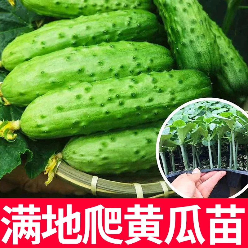 满地爬苗秧水果种子压趴架四季高产寿光优质蔬菜种子种苗