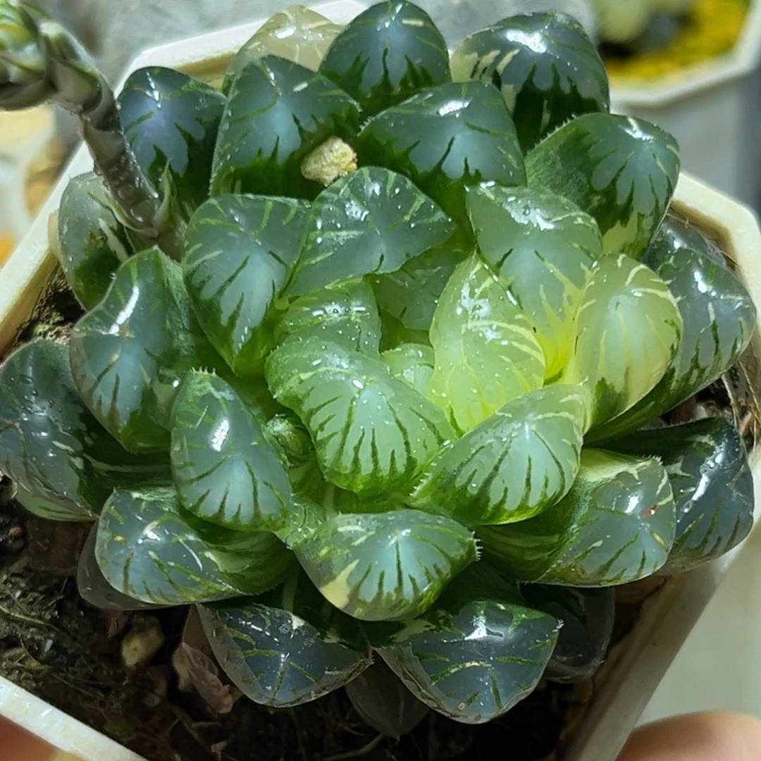 恭喜发财大吉大利0337