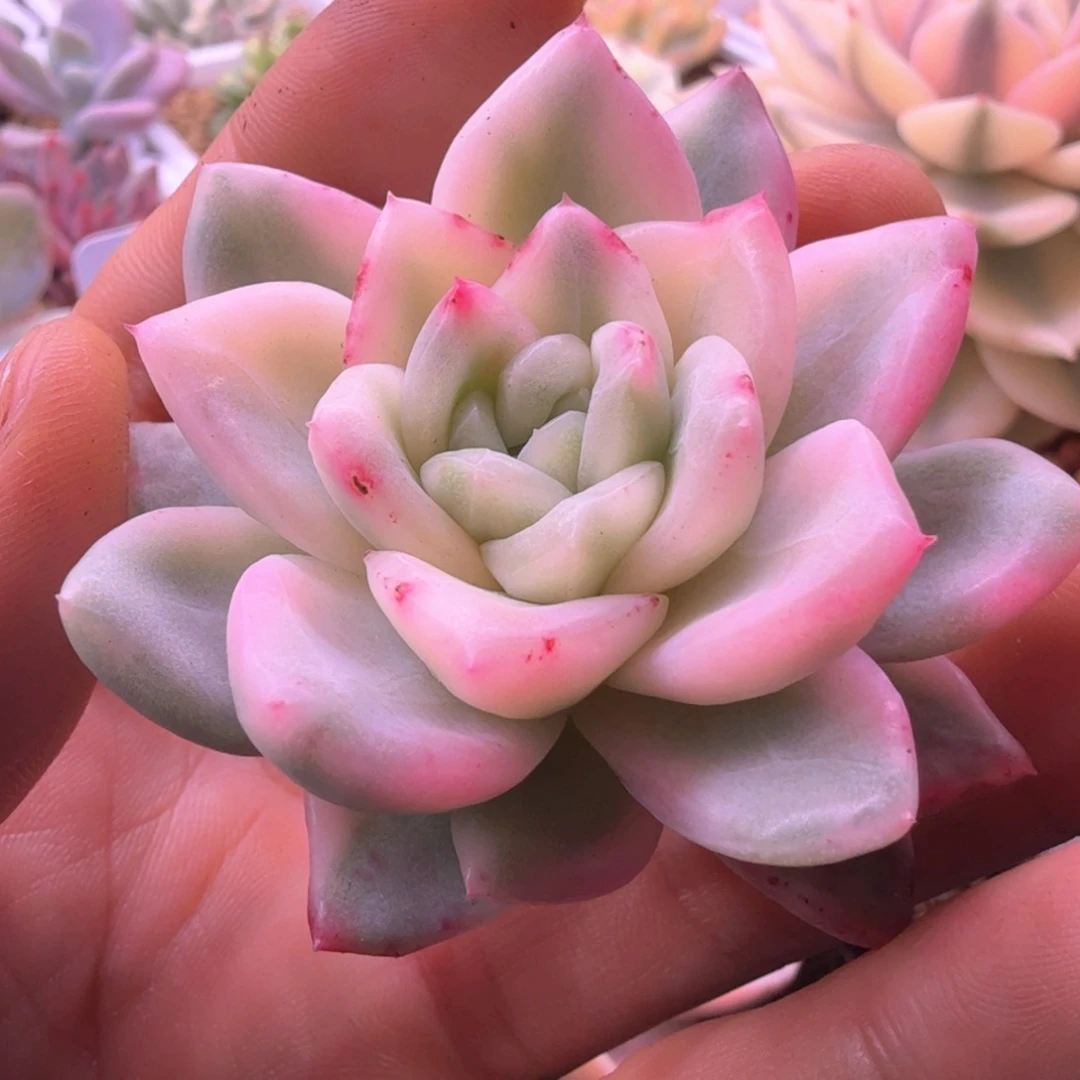 冰月亮头盖 多肉植物