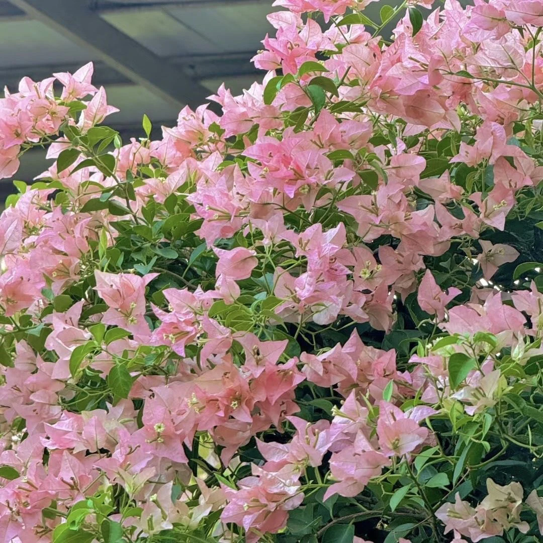 卡亚塔三角梅 袋苗 包对