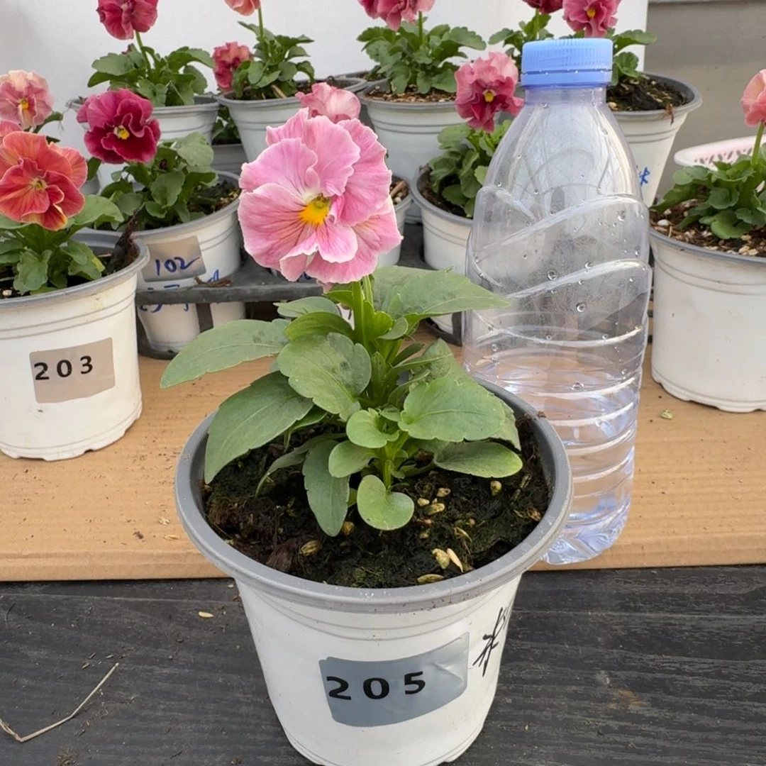 当前无花朵，栽培后可花朵205号