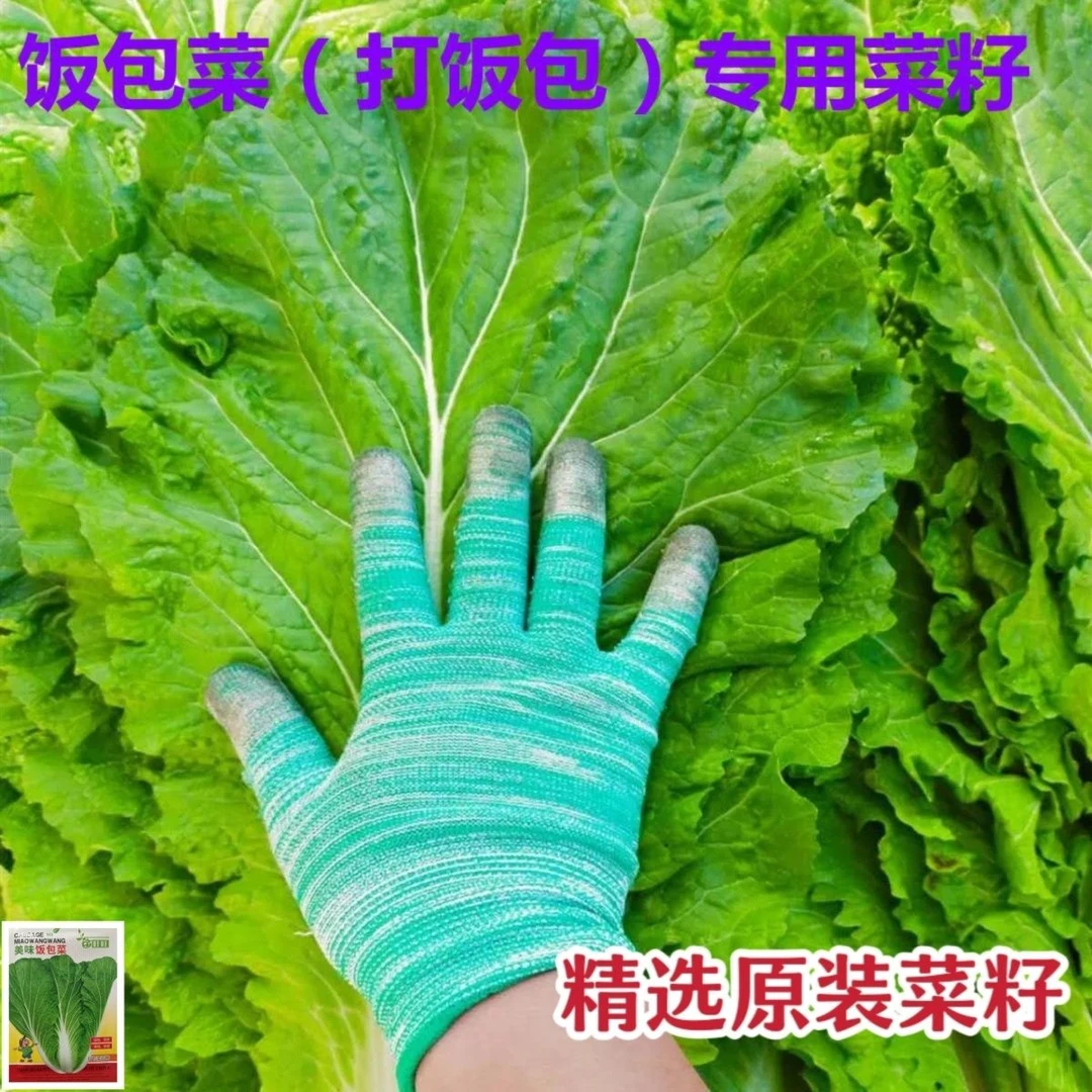 饭包白菜种子东北劈帮菜包饭种子打包饭大叶白菜饭包菜叶子大叶