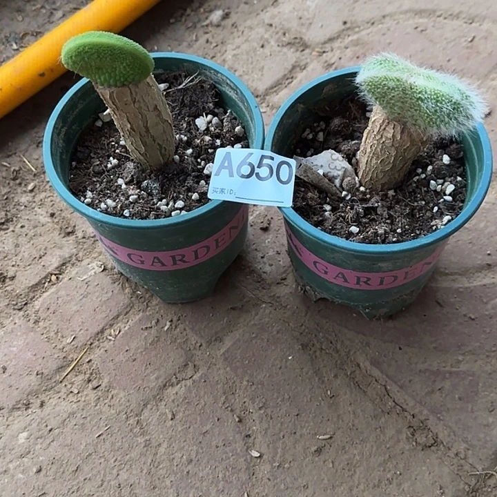 无花朵美****安嫁接青蛇缀➕九尾狐缀650