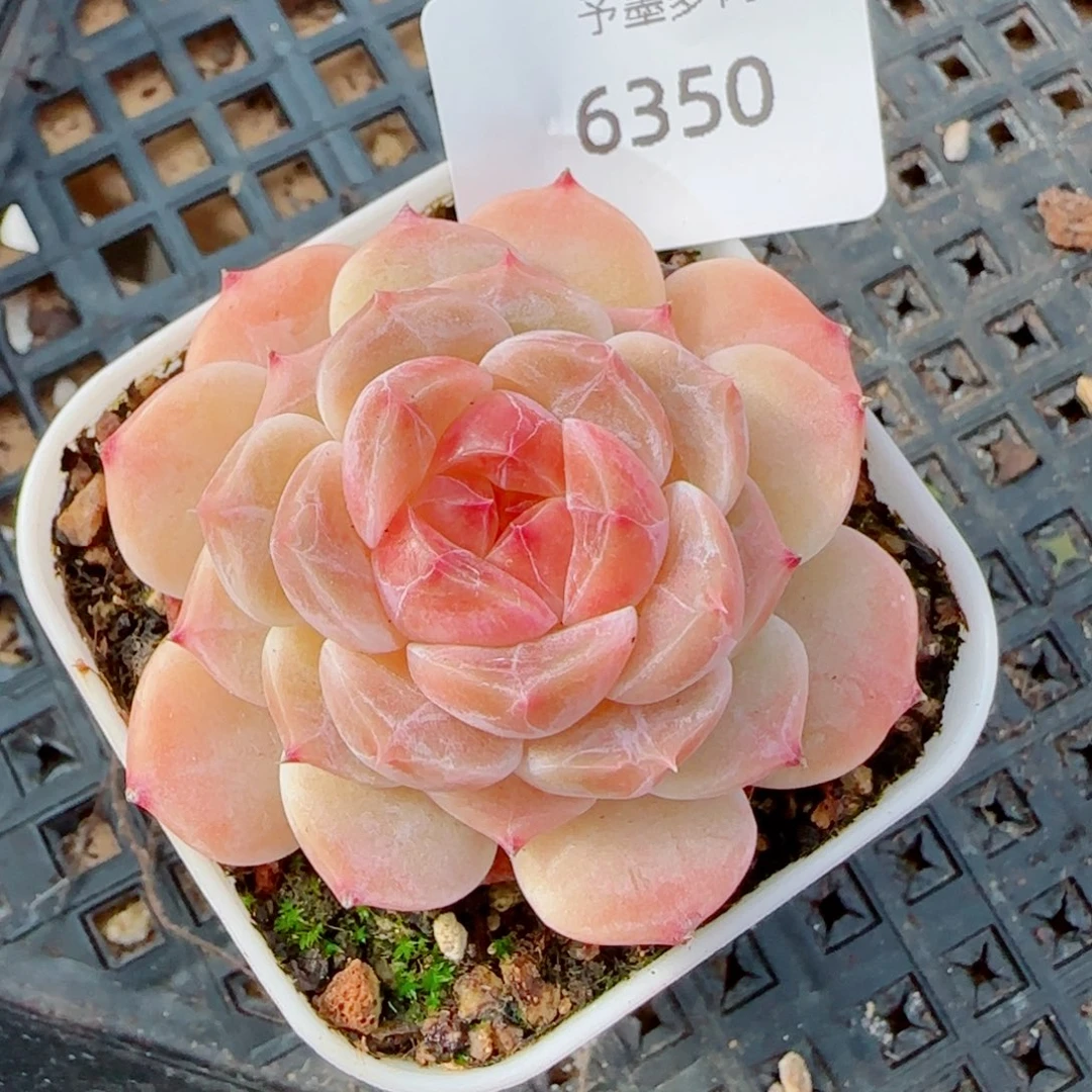 冰魄无砍，6350多肉植物