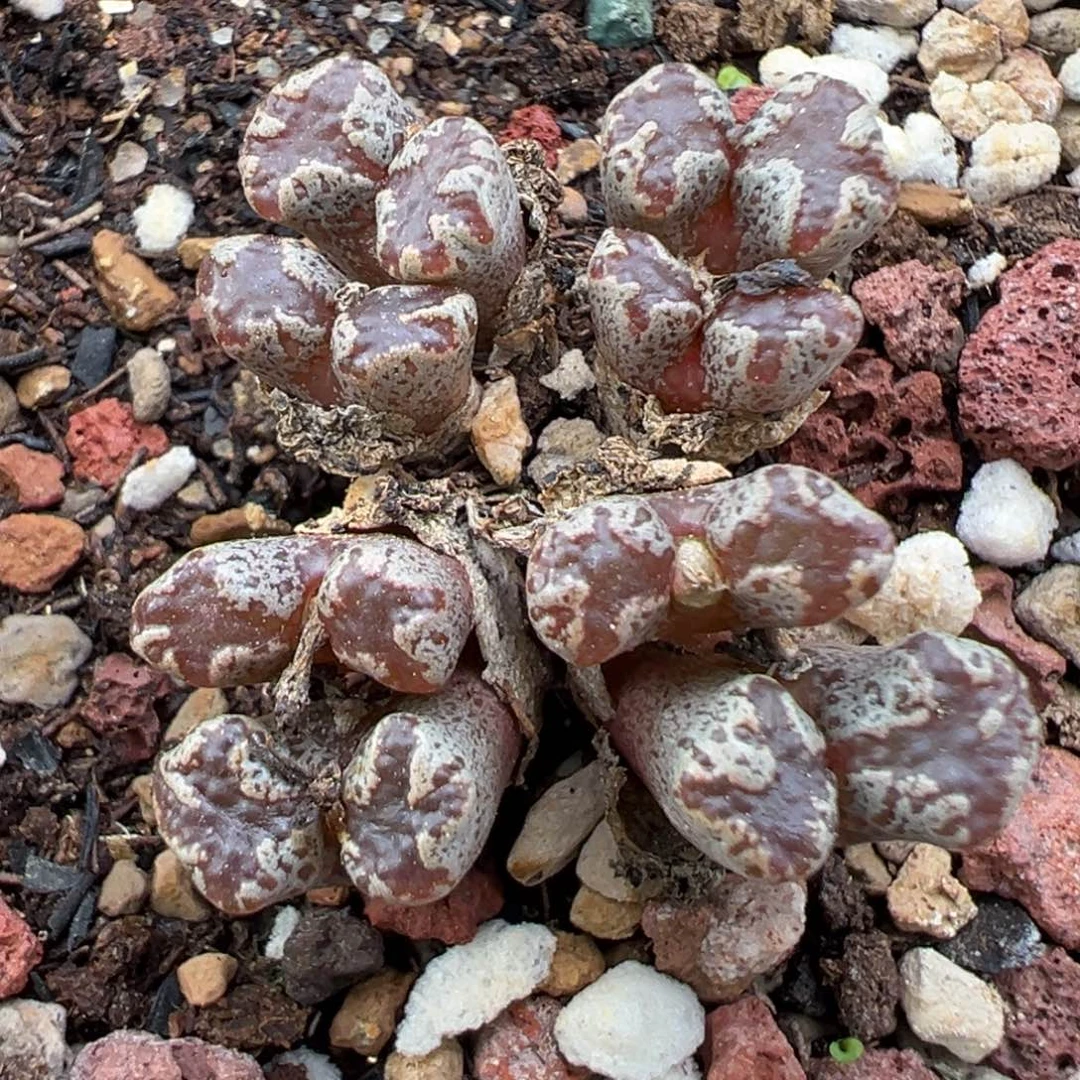 11.14好看的多肉脱土发货473